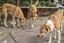 മനുഷ്യരോടുള്ള ക്രൂരതയെക്കുറിച്ച് എന്ത് പറയണം? തെരുവുനായ ഭീഷണി ഇന്ത്യയുടെ പ്രതിച്ഛായ തകര്‍ത്തുവെന്ന് സുപ്രീം കോടതി