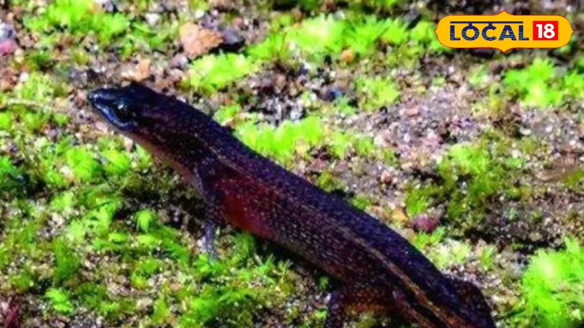 അപൂര്‍വ്വയിനം പല്ലി വൈവിധ്യവുമായി ആറളം, കൊട്ടിയൂര്‍ വന്യജീവി സങ്കേതങ്ങൾ; കണ്ടെത്താന്‍ ഇനിയും ഏറെ കൗതുകങ്ങള്‍