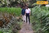 തീറ്റപ്പുല്ലുകൾക്കായി മാത്രം ഒരു മ്യൂസിയം; കൗതുകമുണർത്തി തിരുവനന്തപുരത്തെ വിസ്മയ കാഴ്ച