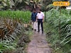 തീറ്റപ്പുല്ലുകൾക്കായി മാത്രം ഒരു മ്യൂസിയം; കൗതുകമുണർത്തി തിരുവനന്തപുരത്തെ വിസ്മയ കാഴ്ച