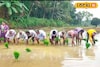 ഗുണമേന്മയുള്ള നെൽവിത്തിന് 'റൈസ് സീഡ് ഗ്രോവേഴ്സ് പ്രോഗ്രാം'
