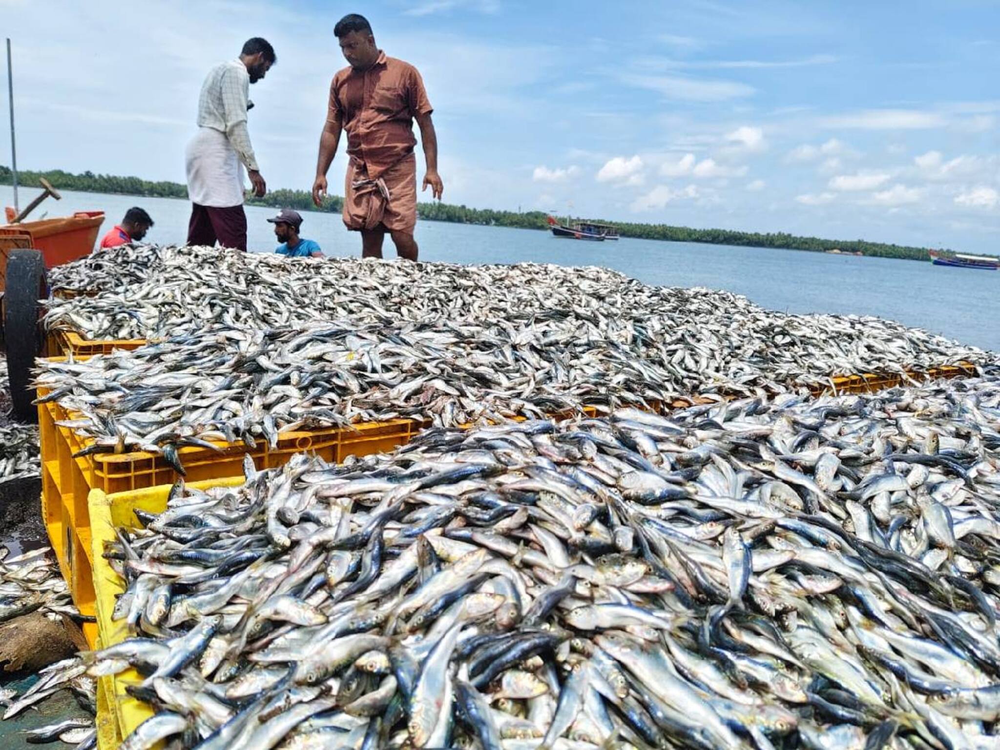 ചെറുമത്തി പിടിക്കരുത്, 10 സെ.മീ. താഴെയുള്ള കുഞ്ഞുങ്ങളെ പിടിക്കുന്നത് കർശനമായി ഒഴിവാക്കണമെന്ന് CMFRI