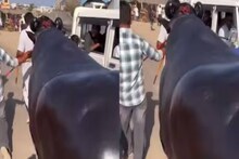 നമ്മുടെയൊക്കെ വില ഒന്നോർക്കണം! ഹരിയാനയിൽ നിന്നെത്തിയ പോത്തിന്റെ  വില 23 കോടി രൂപ