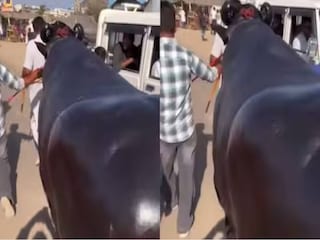 പോത്തിന്റെ  വില 23 കോടി പോത്തിന്റെ  വില 23 കോടി