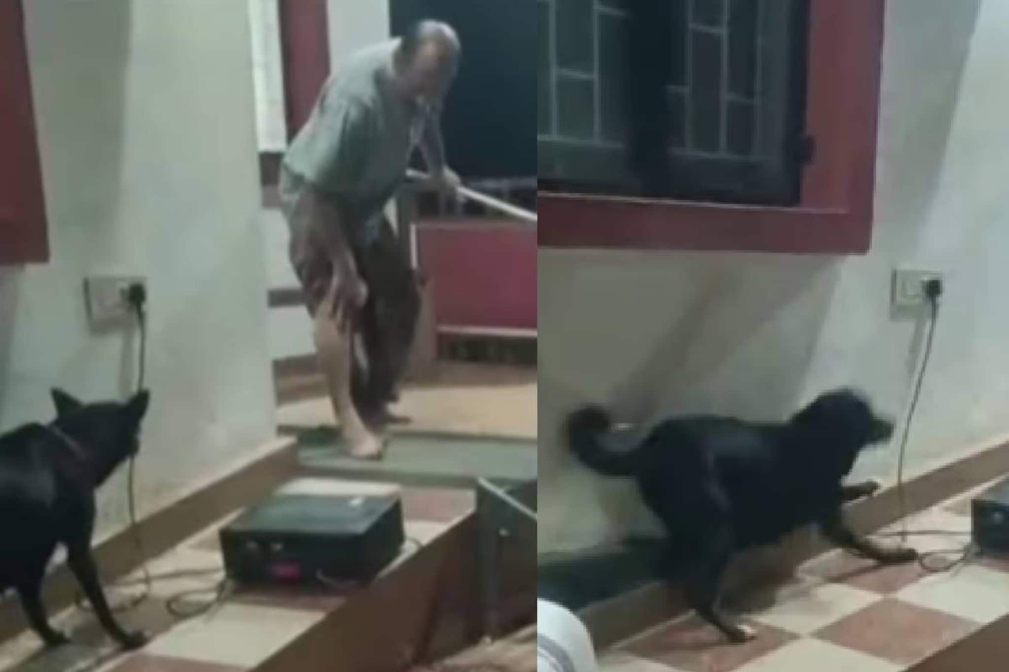തെരുവുനായ ശല്യത്തിനെതിരെ നാടകം കളിക്കുന്നതിനിടെ നടന് ഒറിജിനൽ തെരുവ് നായയുടെ 'കടി '