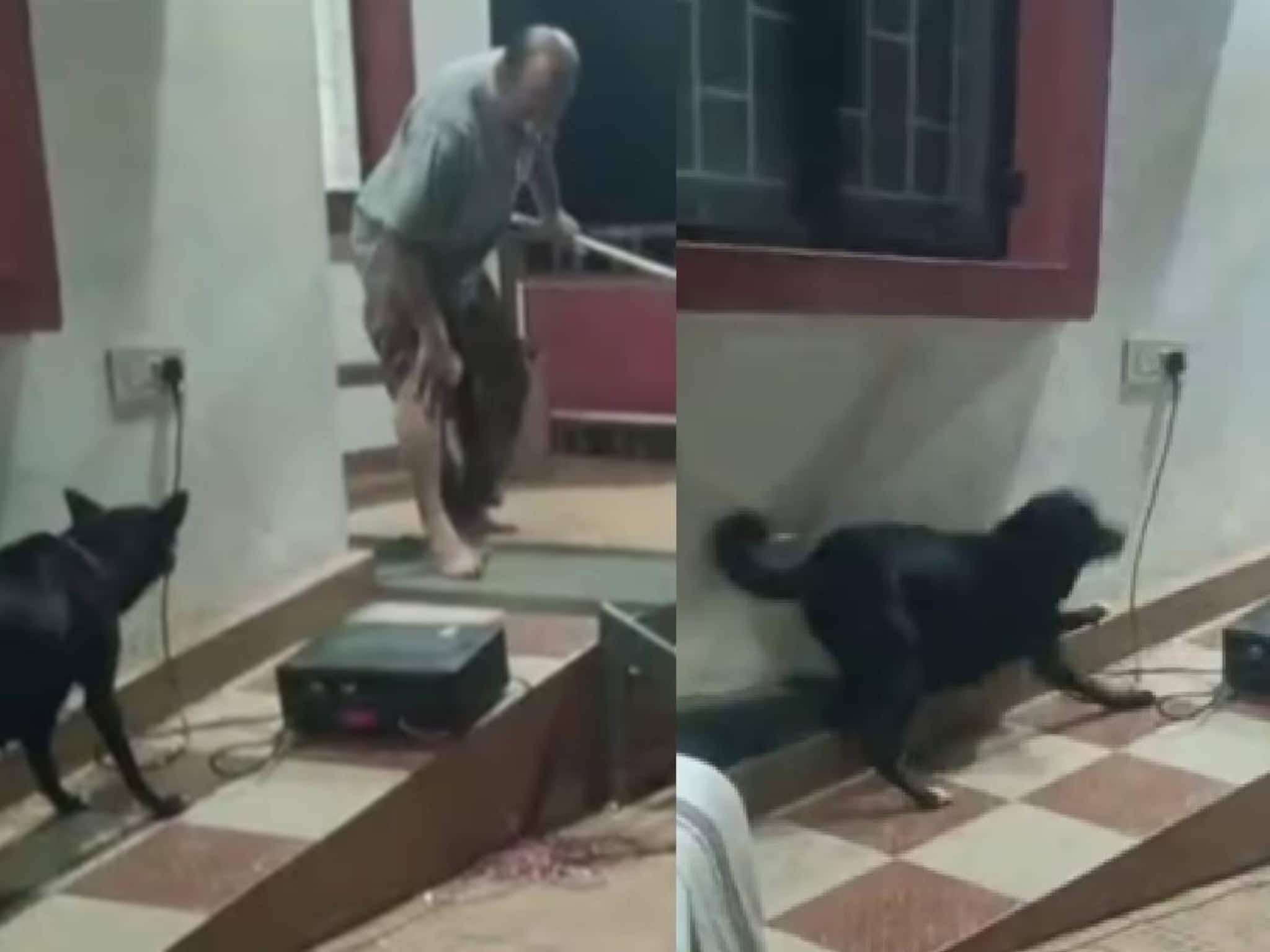 തെരുവുനായ ശല്യത്തിനെതിരെ നാടകം കളിക്കുന്നതിനിടെ നടന് ഒറിജിനൽ തെരുവ് നായയുടെ 'കടി '
