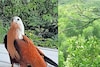 പരുന്ത് ആക്രമണത്തിൽ വലഞ്ഞ് നാട്ടുകാർ; പുറത്തിറങ്ങുന്നത് ഹെൽമറ്റും കുടയും ചൂടി