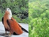 പരുന്ത് ആക്രമണത്തിൽ വലഞ്ഞ് നാട്ടുകാർ; പുറത്തിറങ്ങുന്നത് ഹെൽമറ്റും കുടയും ചൂടി