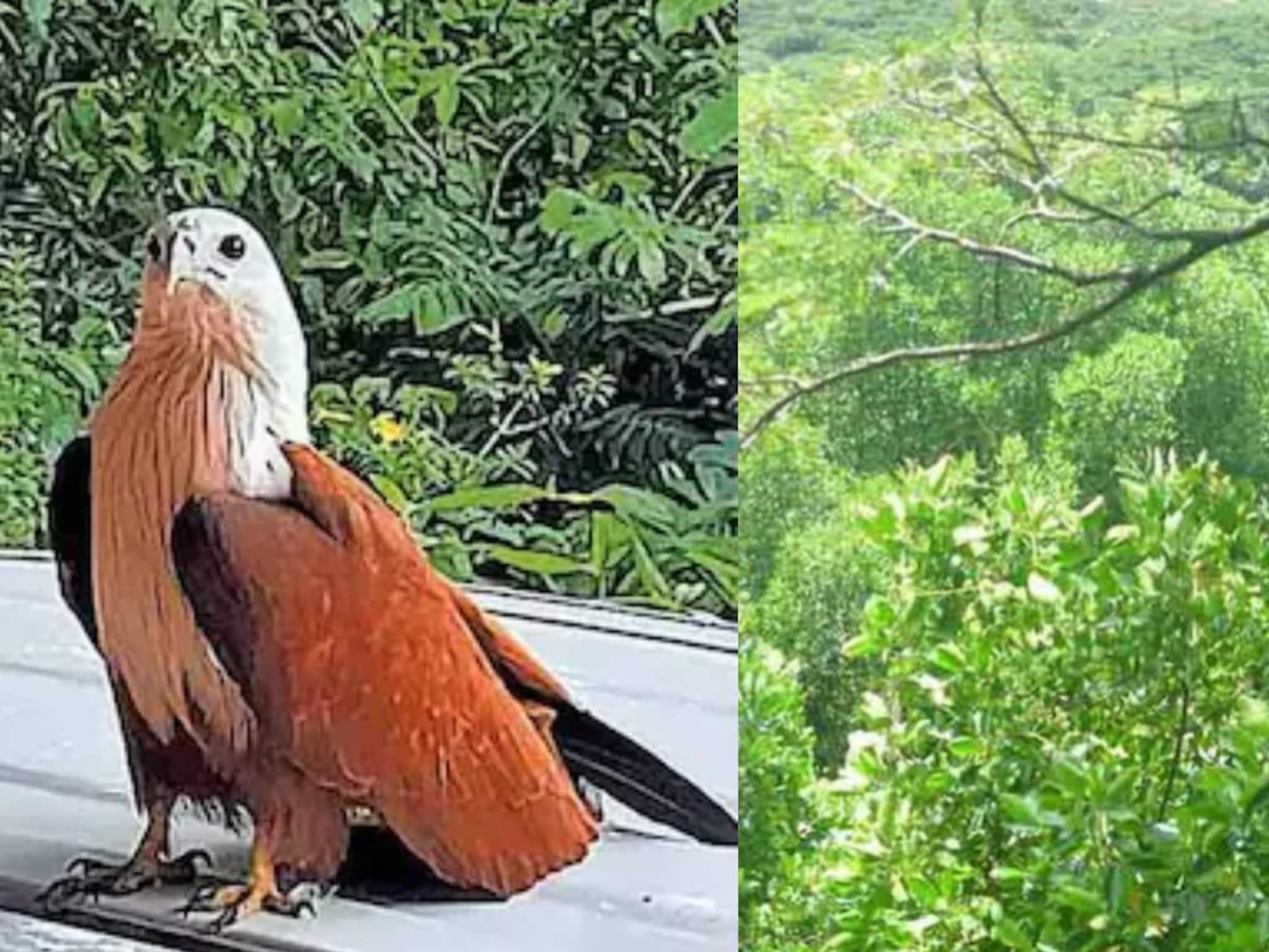 പരുന്ത് ആക്രമണത്തിൽ വലഞ്ഞ് നാട്ടുകാർ; പുറത്തിറങ്ങുന്നത് ഹെൽമറ്റും കുടയും ചൂടി