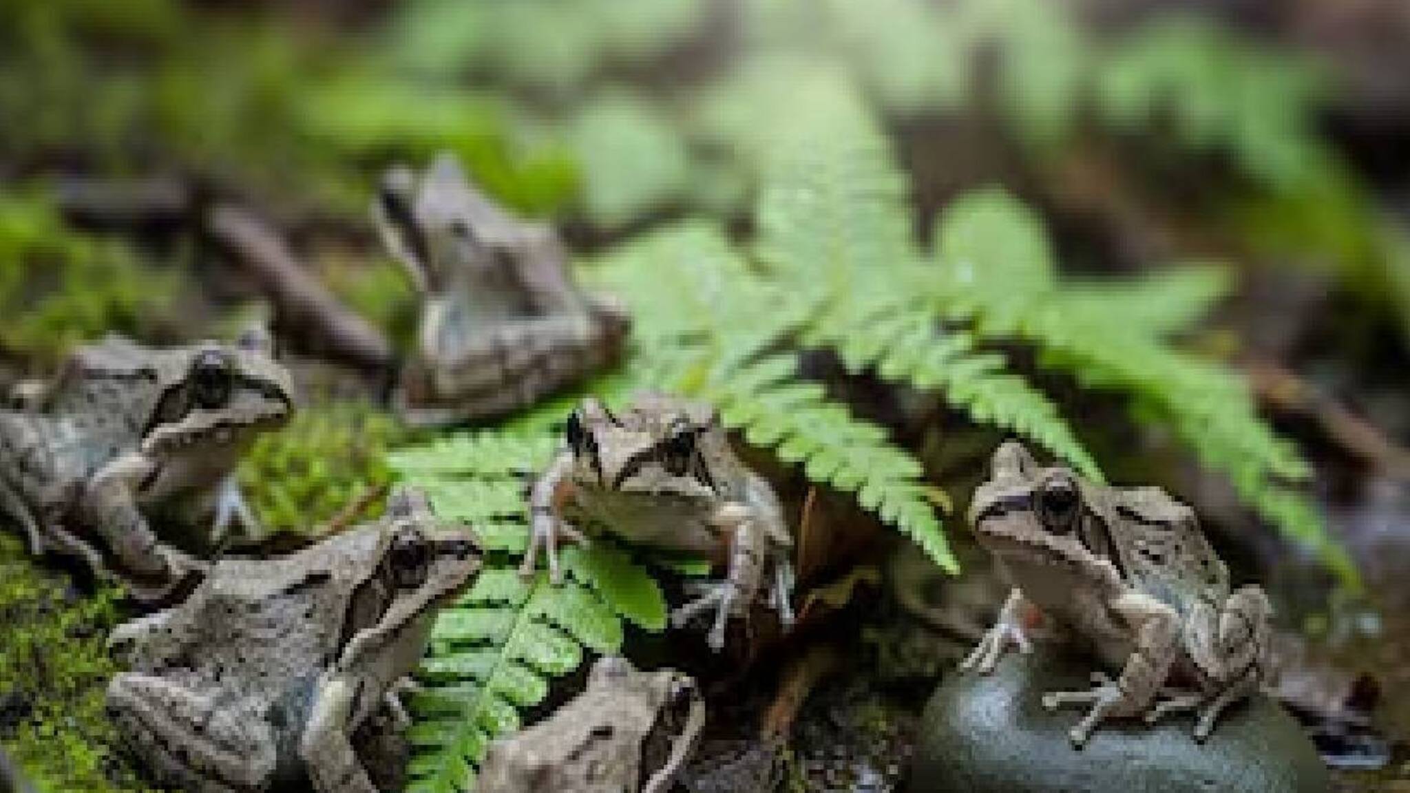 വല്ലാത്ത നടുവേദന  മാറാൻ ജീവനുള്ള എട്ട് തവളകളെ വിഴുങ്ങിയ 82കാരിക്ക് സംഭവിച്ചത്...