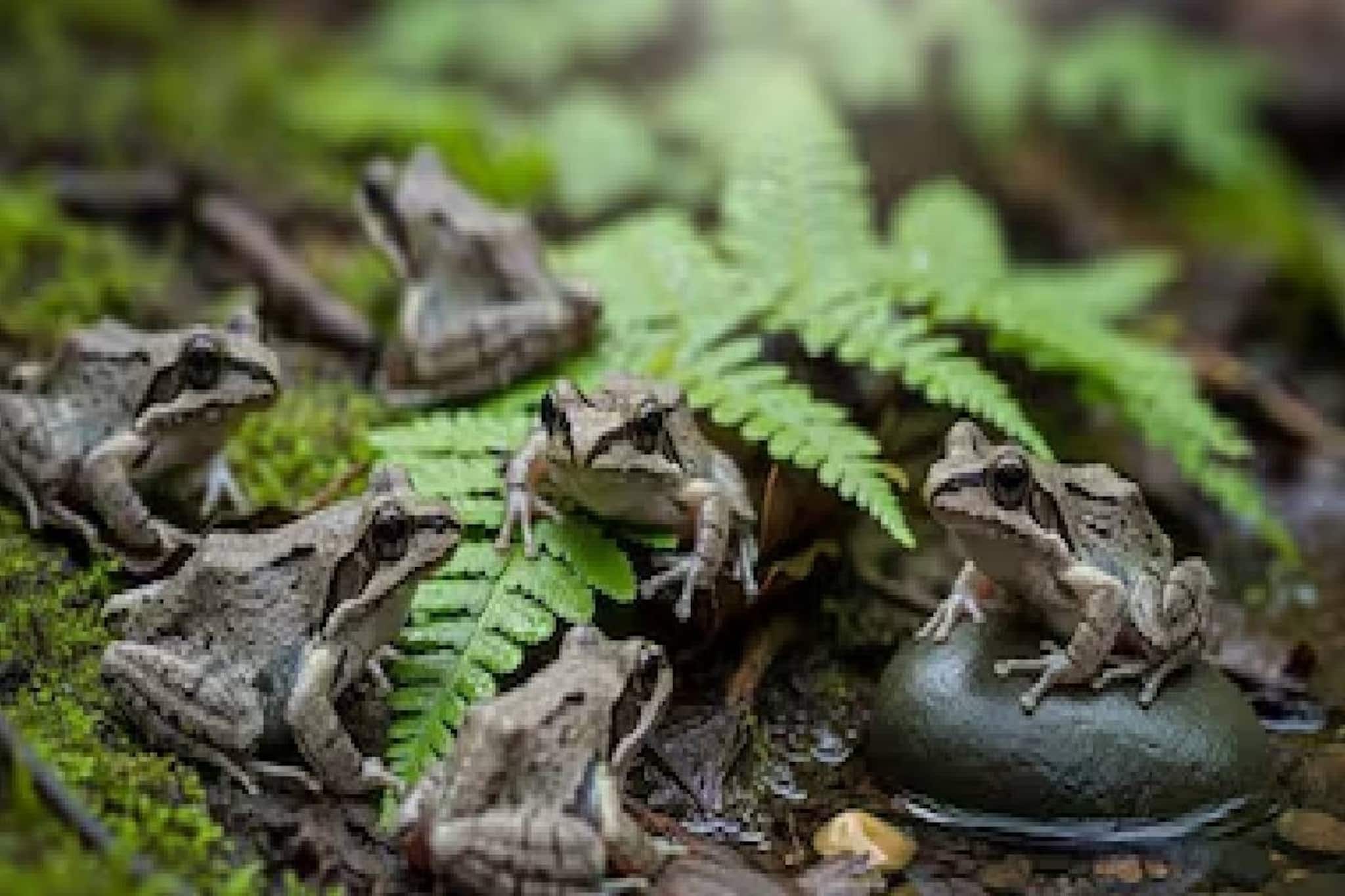 വല്ലാത്ത നടുവേദന  മാറാൻ ജീവനുള്ള എട്ട് തവളകളെ വിഴുങ്ങിയ 82കാരിക്ക് സംഭവിച്ചത്...