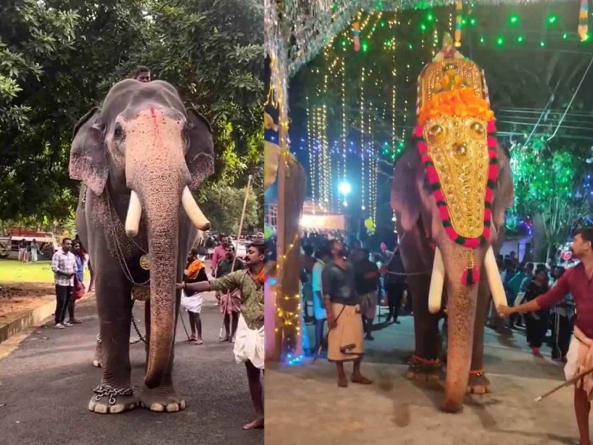 ഗുരുവായൂർ ഗോകുൽ ചരിഞ്ഞു; പാപ്പാന്മാരുടെ ക്രൂരമർദനത്തെ തുടർന്നെന്ന് ആരോപണം