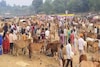 സല്‍മാന്‍ ഖാന് 1.85 ലക്ഷം ഷാരൂഖിന് 1.25 ലക്ഷം; ഞങ്ങൾ സെലിബ്രിറ്റികളല്ല കഴുതകളാണ്! മേളയിലെ കൗതുകങ്ങൾ