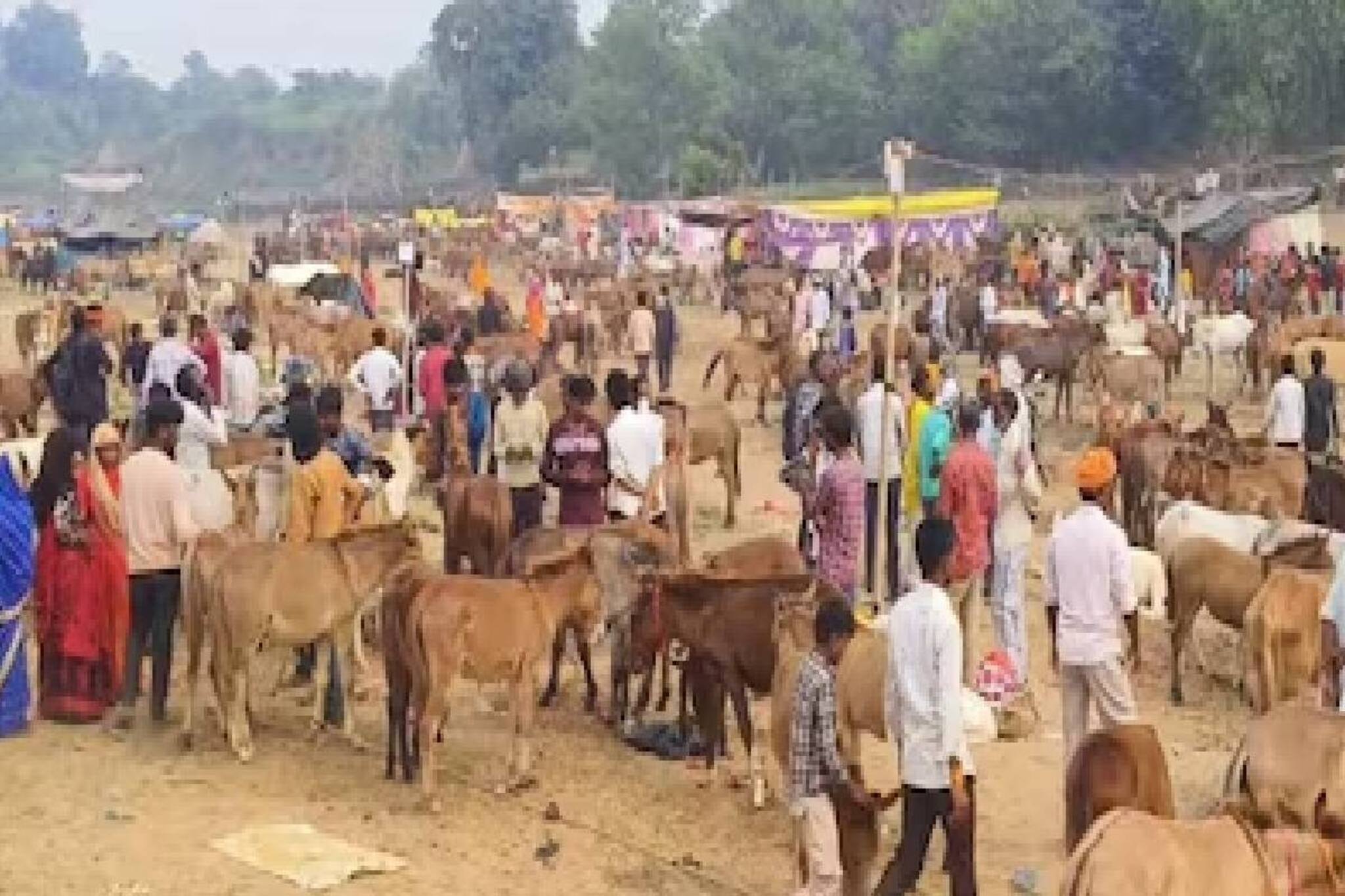 സല്‍മാന്‍ ഖാന് 1.85 ലക്ഷം ഷാരൂഖിന് 1.25 ലക്ഷം; ഞങ്ങൾ സെലിബ്രിറ്റികളല്ല കഴുതകളാണ്! മേളയിലെ കൗതുകങ്ങൾ