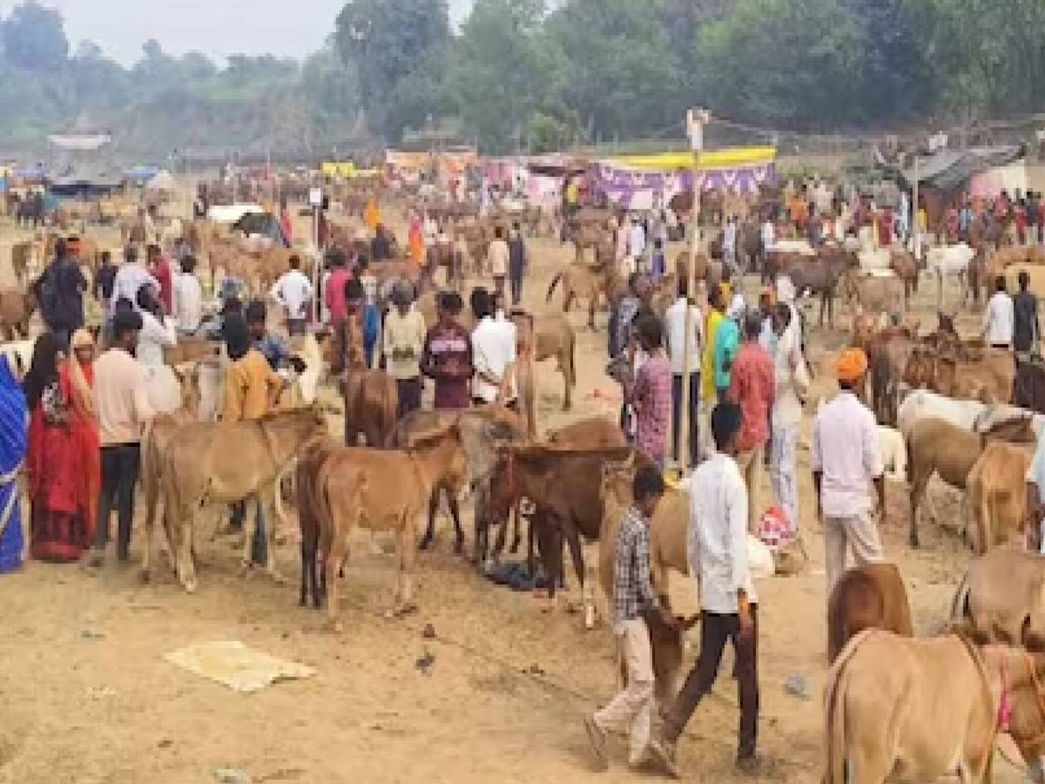 സല്‍മാന്‍ ഖാന് 1.85 ലക്ഷം ഷാരൂഖിന് 1.25 ലക്ഷം; ഞങ്ങൾ സെലിബ്രിറ്റികളല്ല കഴുതകളാണ്! മേളയിലെ കൗതുകങ്ങൾ