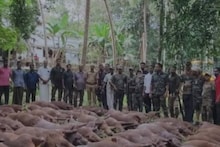 18 മണിക്കൂർ കൊണ്ട് പാലക്കാട് വെടിവെച്ചു കൊന്നത്  87 കാട്ടുപന്നികളെ