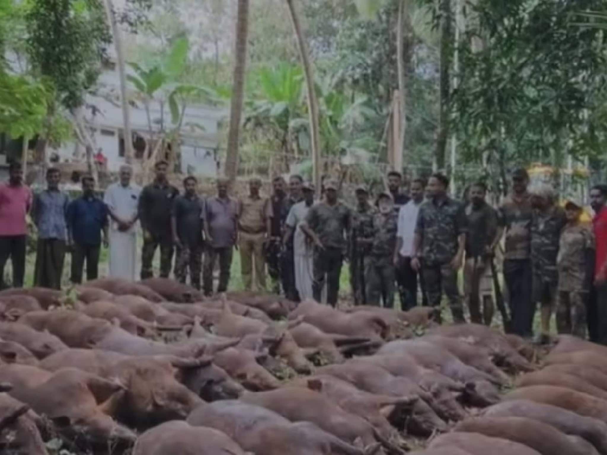 18 മണിക്കൂർ കൊണ്ട് പാലക്കാട് വെടിവെച്ചു കൊന്നത്  87 കാട്ടുപന്നികളെ