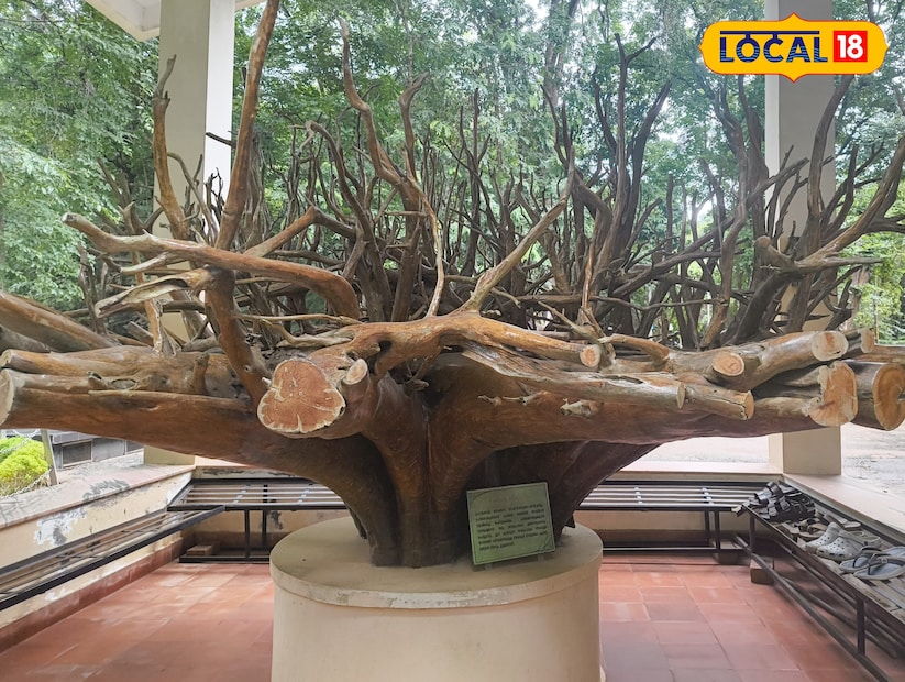  മ്യൂസിയത്തിൻ്റെ പ്രവേശന കവാടത്തിൽ, ഏറ്റവും വലിയ തേക്ക് മരത്തിൻ്റെ വേരിൻ്റെ ഭാഗം പ്രദര്&#x200d;ശിപ്പിച്ചിരിക്കുന്നു. തേക്കിൻ്റെ വിവിധ രൂപങ്ങളും ശാസ്ത്രീയ വിവരങ്ങളും ഇവിടെ കാണാം.