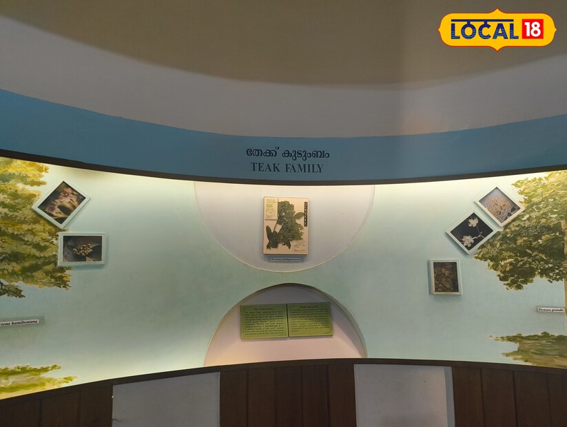  തേക്ക് മരത്തിൻ്റെ വിവിധ ഇനങ്ങള്&#x200d;, തടി വ്യവസായ ചരിത്രം, തേക്ക് മരങ്ങളെ ബാധിക്കുന്ന രോഗങ്ങൾ, വനവല്&#x200d;ക്കരണ രീതികള്&#x200d; എന്നിവയെല്ലാം മ്യൂസിയം വിശദീകരിക്കുന്നു. വിദ്യാർത്ഥികൾക്കും ഗവേഷകർക്കും വനശാസ്ത്രം, തടി വ്യവസായം, പാരിസ്ഥിതിക സംരക്ഷണം എന്നിവയെക്കുറിച്ച് ആഴത്തിൽ മനസ്സിലാക്കാൻ മ്യൂസിയം സഹായിക്കുന്നു.