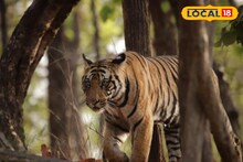 കോഴിക്കോട് ടൈഗർ സഫാരി പാർക്ക് യാഥാർത്ഥ്യത്തിലേക്ക്