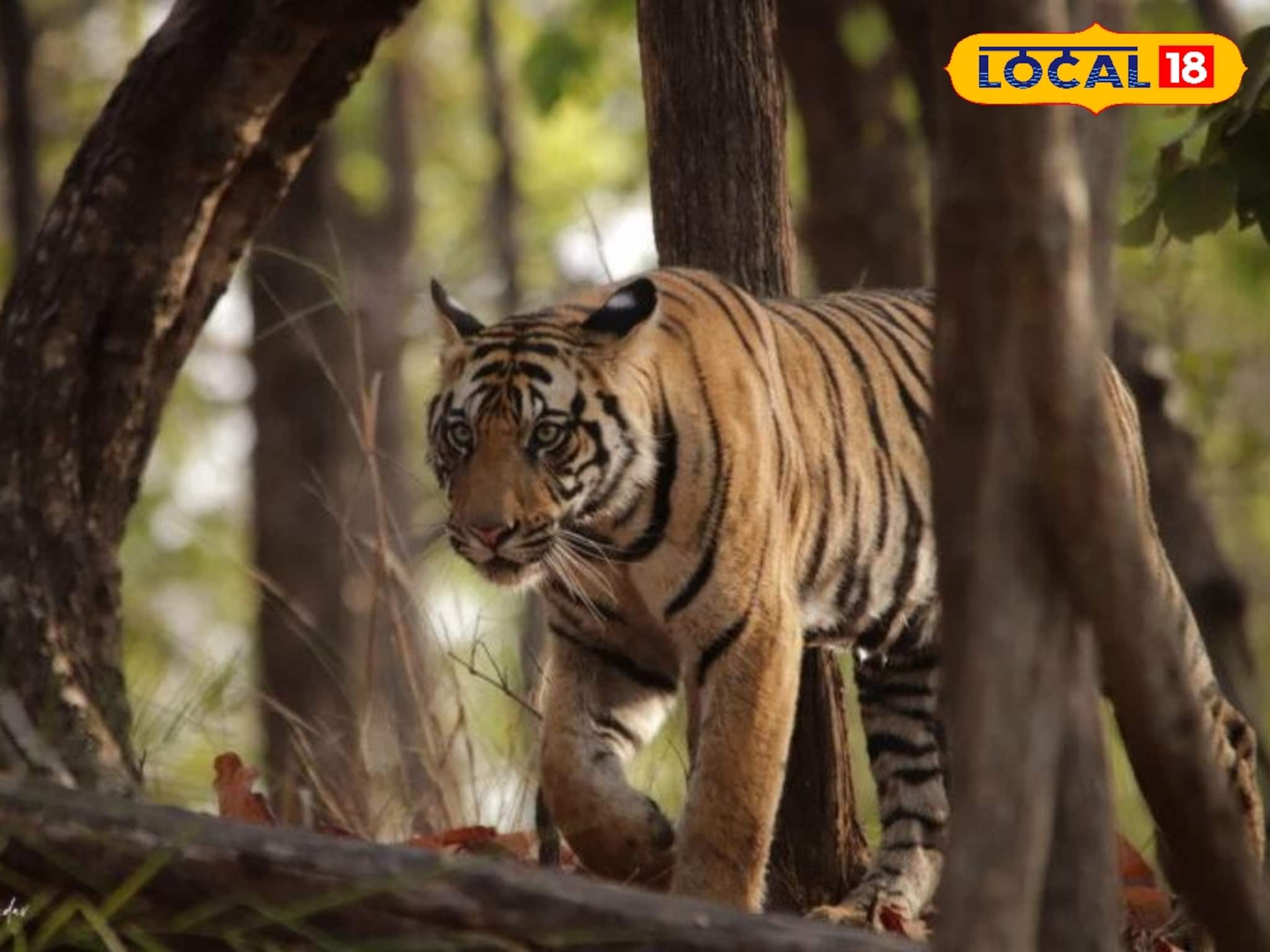 കോഴിക്കോട് ബയോളജിക്കൽ പാർക്കിന്റെ (കടുവ സഫാരി പാർക്ക്); ആദ്യഘട്ട പ്രവൃത്തികൾക്ക് ഡി പി ആർ തയ്യാറായി