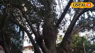 തലശ്ശേരിയിലെ ബ ഓ ബാബ് 