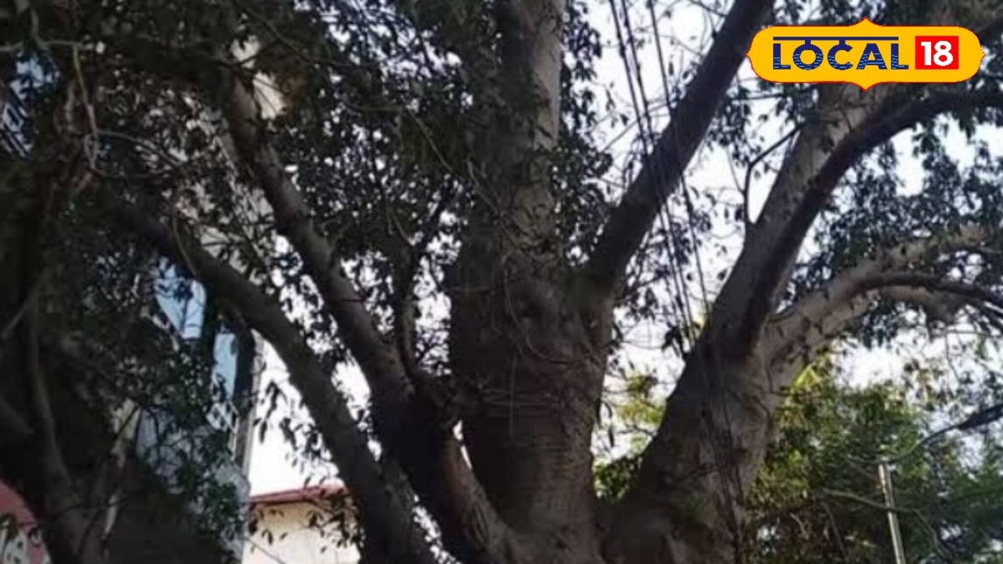 തലശ്ശേരിയിലെ പൈതൃക അഹങ്കാരമായി ബഓബാബ്; ആഫ്രിക്കൻ വംശജനായ മരത്തിന് നാടിൻ്റെ സംരക്ഷണം