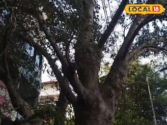 തലശ്ശേരിയിലെ പൈതൃക അഹങ്കാരമായി ബഓബാബ്; ആഫ്രിക്കൻ വംശജനായ മരത്തിന് നാടിൻ്റെ സംരക്ഷണം