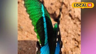 നാട്ടുമയൂരി ശലഭം