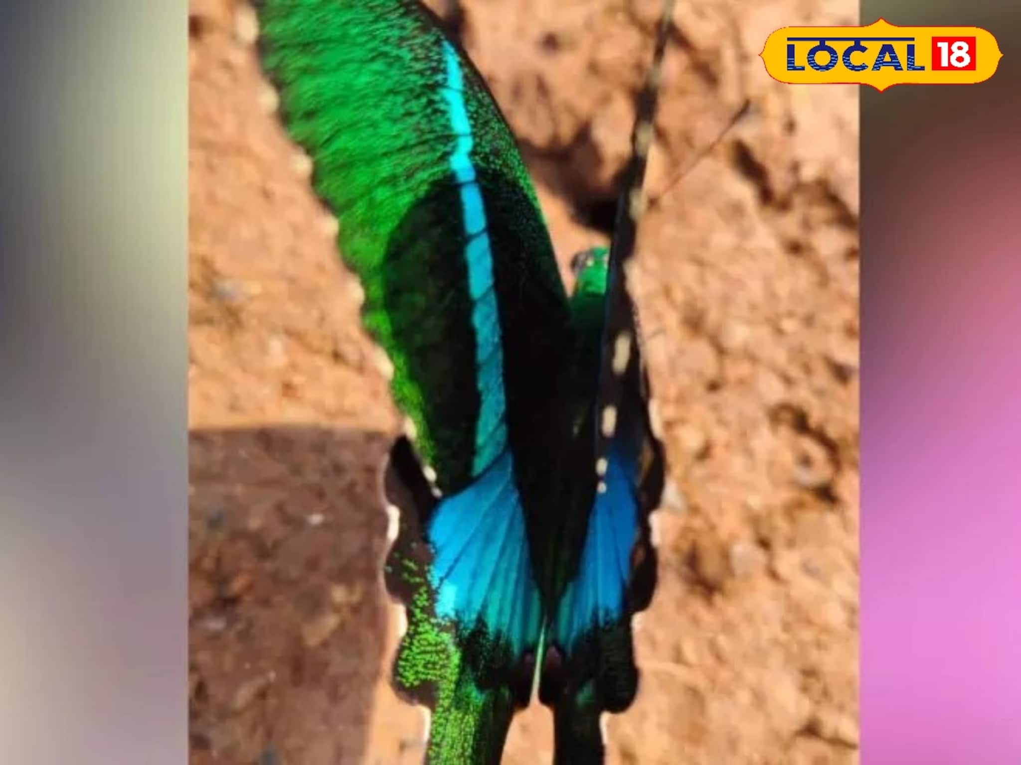 നാ​ട്ടു​മ​യൂ​രി ശ​ല​ഭം ക​ണ്ണൂ​രി​ൽ; ജി​ല്ല​യി​ൽ ആ​ദ്യ​മാ​യി കാ​ണു​ന്ന അ​പൂ​ർ​വ അ​തി​ഥി!