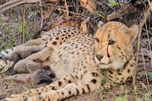 പ്രൊജക്റ്റ് ചീറ്റയിൽ നാഴികക്കല്ല്;കുനോ ദേശീയോദ്യാനത്തിൽ ഇന്ത്യയിൽ ജനിച്ച ചീറ്റ മുഖി അഞ്ച് കുഞ്ഞുങ്ങൾക്ക് ജന്മം നൽകി