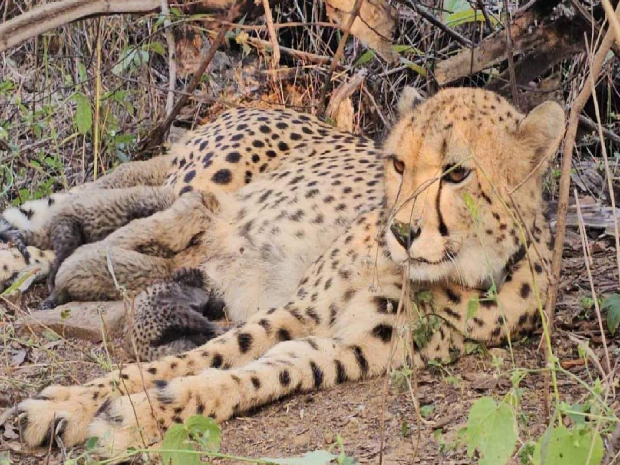 പ്രൊജക്റ്റ് ചീറ്റയിൽ നാഴികക്കല്ല്;കുനോ ദേശീയോദ്യാനത്തിൽ ഇന്ത്യയിൽ ജനിച്ച ചീറ്റ മുഖി അഞ്ച് കുഞ്ഞുങ്ങൾക്ക് ജന്മം നൽകി
