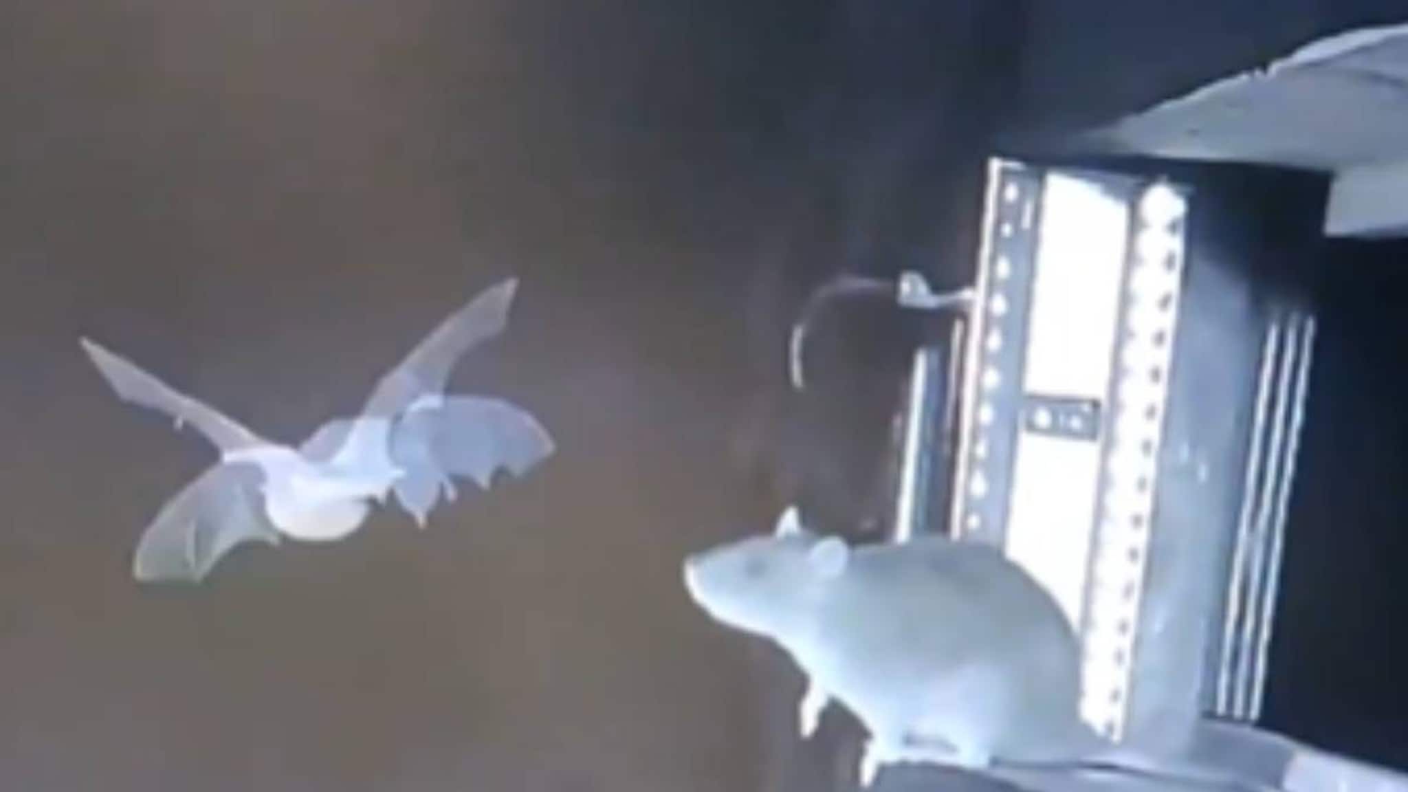 പറക്കുന്ന വവ്വാലുകളെ വേട്ടയാടുന്ന എലികൾ; പകർച്ചവ്യാധി ഭീഷണി ഉയർത്തി അപൂർവ ദൃശ്യങ്ങൾ