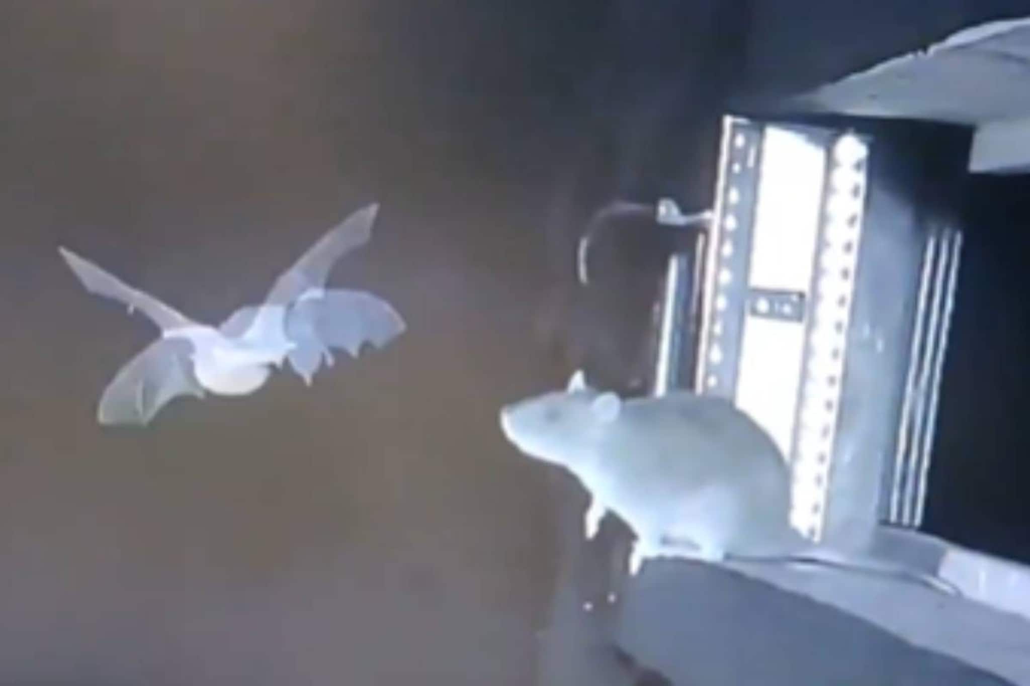 പറക്കുന്ന വവ്വാലുകളെ വേട്ടയാടുന്ന എലികൾ; പകർച്ചവ്യാധി ഭീഷണി ഉയർത്തി അപൂർവ ദൃശ്യങ്ങൾ പറക്കുന്ന വവ്വാലുകളെ വേട്ടയാടുന്ന എലികൾ; പകർച്ചവ്യാധി ഭീഷണി ഉയർത്തി അപൂർവ ദൃശ്യങ്ങൾ