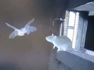 പറക്കുന്ന വവ്വാലുകളെ വേട്ടയാടുന്ന എലികൾ; പകർച്ചവ്യാധി ഭീഷണി ഉയർത്തി അപൂർവ ദൃശ്യങ്ങൾ പറക്കുന്ന വവ്വാലുകളെ വേട്ടയാടുന്ന എലികൾ; പകർച്ചവ്യാധി ഭീഷണി ഉയർത്തി അപൂർവ ദൃശ്യങ്ങൾ