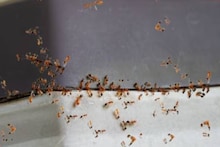 മൈർമെകോഫോബിയ:ഉറുമ്പുകളേപ്പേടിച്ച് തെലങ്കാനയിൽ 25കാരി ജീവനൊടുക്കി