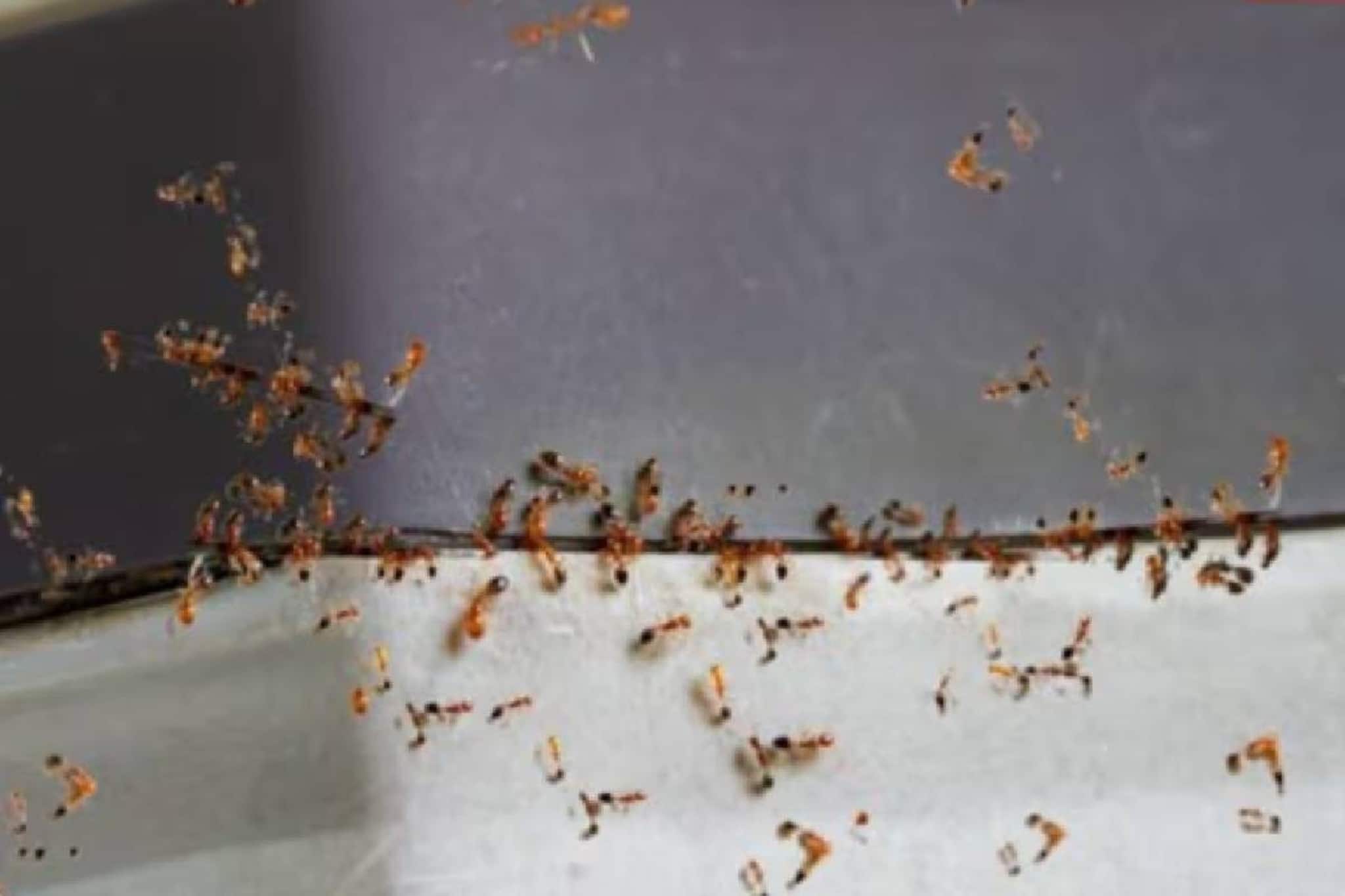 ഉറുമ്പുകളേപ്പേടിച്ച് തെലങ്കാനയിൽ 25കാരി ജീവനൊടുക്കി ഉറുമ്പുകളേപ്പേടിച്ച് തെലങ്കാനയിൽ 25കാരി ജീവനൊടുക്കി