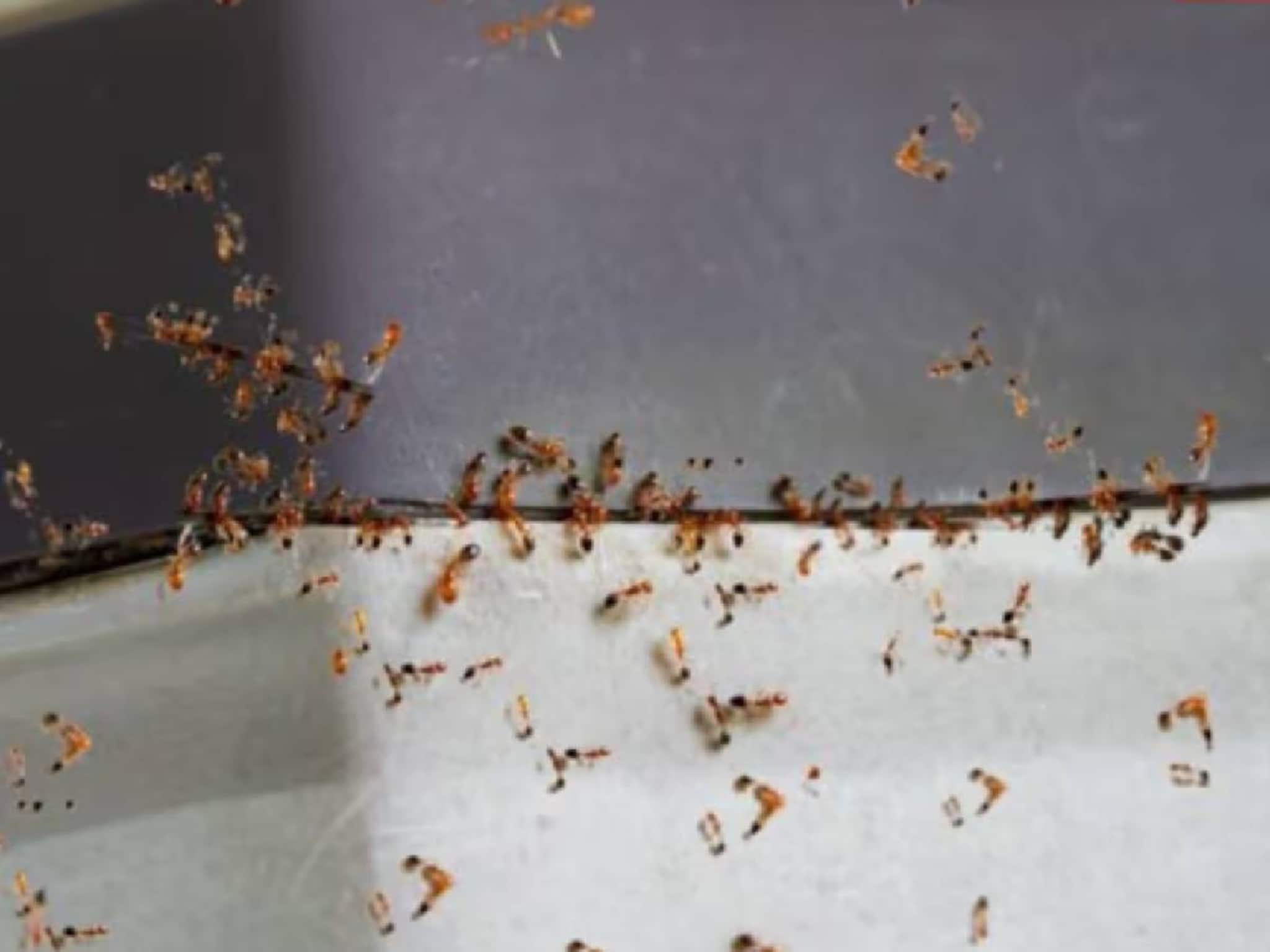 മൈർമെകോഫോബിയ:ഉറുമ്പുകളേപ്പേടിച്ച് തെലങ്കാനയിൽ 25കാരി ജീവനൊടുക്കി