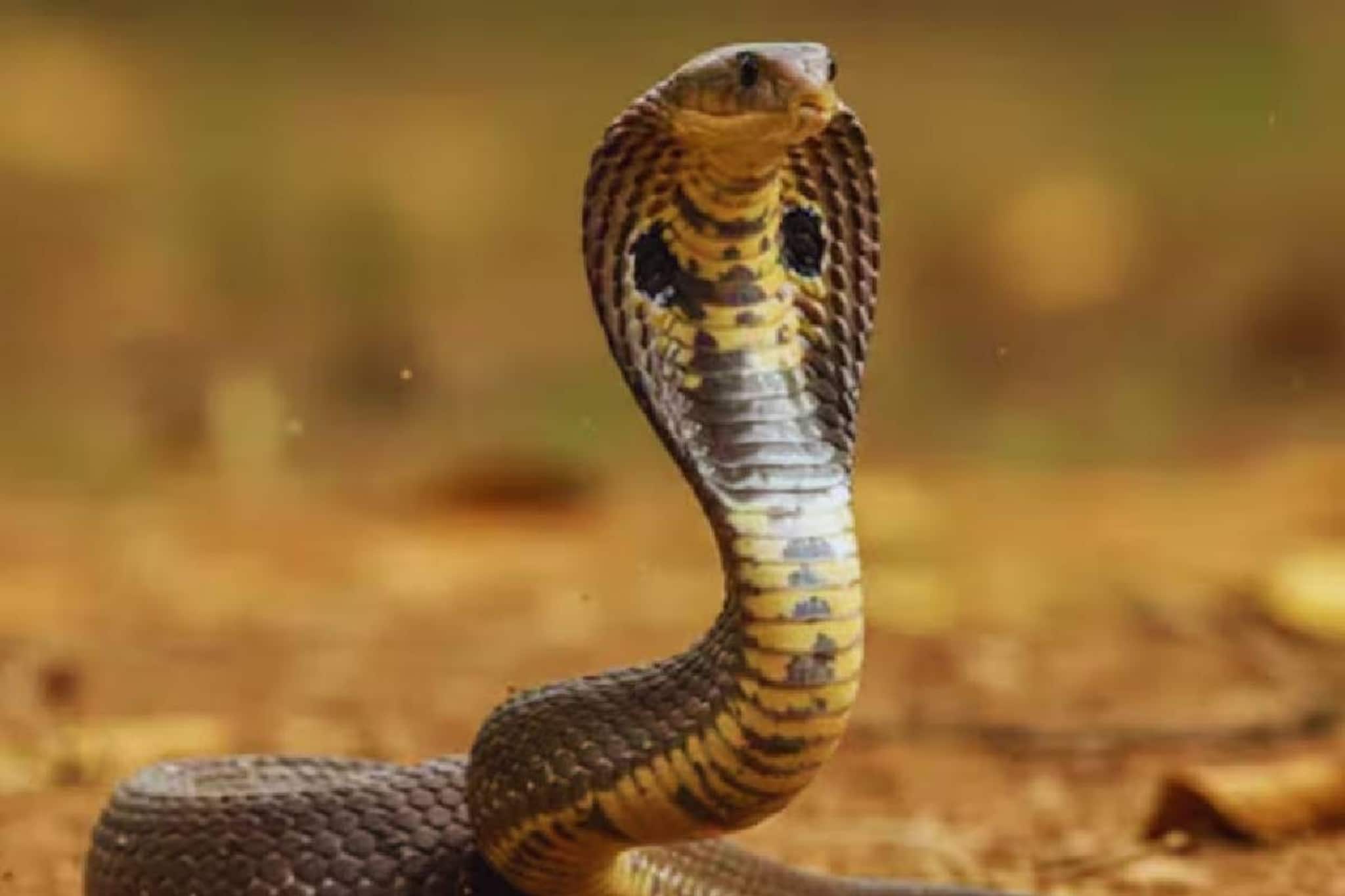 മലപ്പുറത്ത് വീട്ടുമുറ്റത്ത് കളിക്കുന്നതിനിടെ മൂര്‍ഖന്റെ കടിയേറ്റ് 15 മാസം പ്രായമുള്ള കുഞ്ഞ് മരിച്ചു