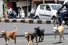 12 സെന്റിമീറ്റർ മുറിവിന് 12 ലക്ഷം, ആകെ 20 ലക്ഷം; തെരുവ് നായ കടിച്ചതിൽ നഷ്ടപരിഹാരം തേടി ഹൈക്കോടതിയിൽ ഹർജി