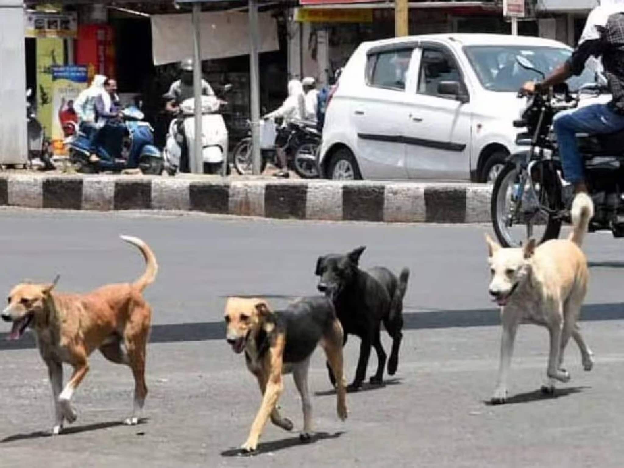 12 സെന്റിമീറ്റർ മുറിവിന് 12 ലക്ഷം, ആകെ 20 ലക്ഷം; തെരുവ് നായ കടിച്ചതിൽ നഷ്ടപരിഹാരം തേടി ഹൈക്കോടതിയിൽ ഹർജി