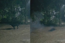 പന്നിയെ പിടികൂടാനായി വച്ച പടക്കം പൊട്ടിത്തെറിച്ച് വളര്‍ത്തു നായ ചത്തു; ഒരാള്‍ അറസ്റ്റില്‍