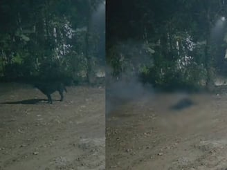 പന്നിയെ പിടികൂടാനായി വച്ച പടക്കം പൊട്ടിത്തെറിച്ച് വളര്ത്തു നായ ചത്തു; ഒരാള് അറസ്റ്റില് പന്നിയെ പിടികൂടാനായി വച്ച പടക്കം പൊട്ടിത്തെറിച്ച് വളര്ത്തു നായ ചത്തു; ഒരാള് അറസ്റ്റില്