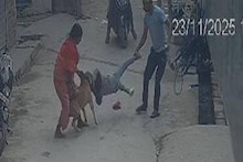 ഡൽഹിയിൽ വീടിന് പുറത്ത് കളിച്ചുകൊണ്ടിരുന്ന ആറു വയസുകാരന്റെ ചെവി പിറ്റ്ബുൾ നായ കടിച്ചെടുത്തു