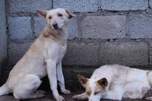 ബംഗളുരുവിൽ തെരുവുനായയുടെ കടിയേറ്റാല്‍ അടിയന്തര ചികിത്സയ്ക്ക് സ്വകാര്യ ആശുപത്രികള്‍ക്ക് ധനസഹായം