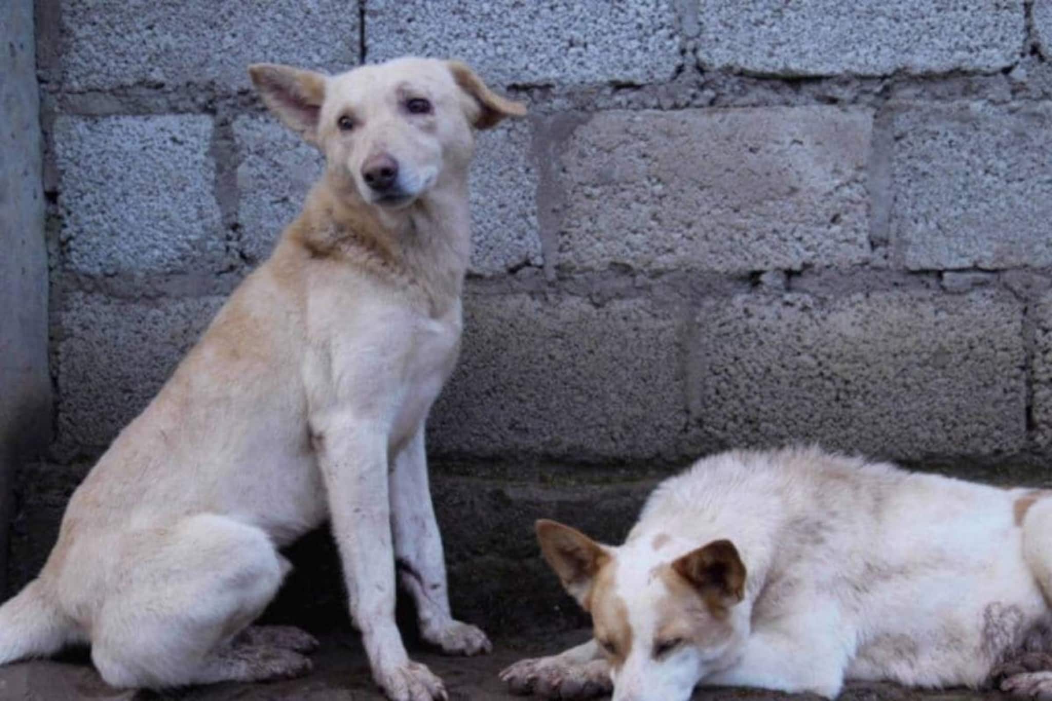 ബസ് സ്റ്റാൻഡുകളിൽ നിന്നും റെയിൽവേ സ്റ്റേഷനുകളിൽ നിന്നും തെരുവ് നായകളെ മാറ്റണമെന്ന് സുപ്രീം കോടതി