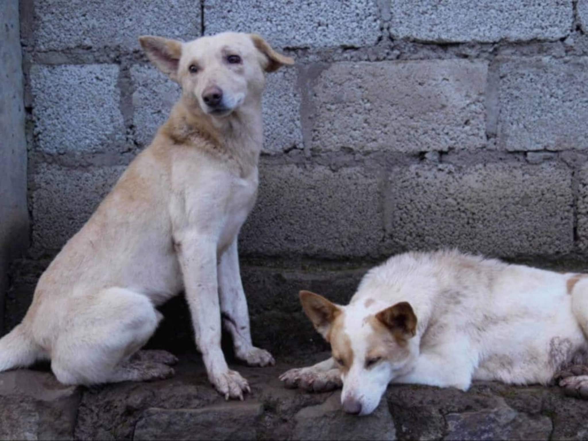 ബസ് സ്റ്റാൻഡുകളിൽ നിന്നും റെയിൽവേ സ്റ്റേഷനുകളിൽ നിന്നും തെരുവ് നായകളെ മാറ്റണമെന്ന് സുപ്രീം കോടതി