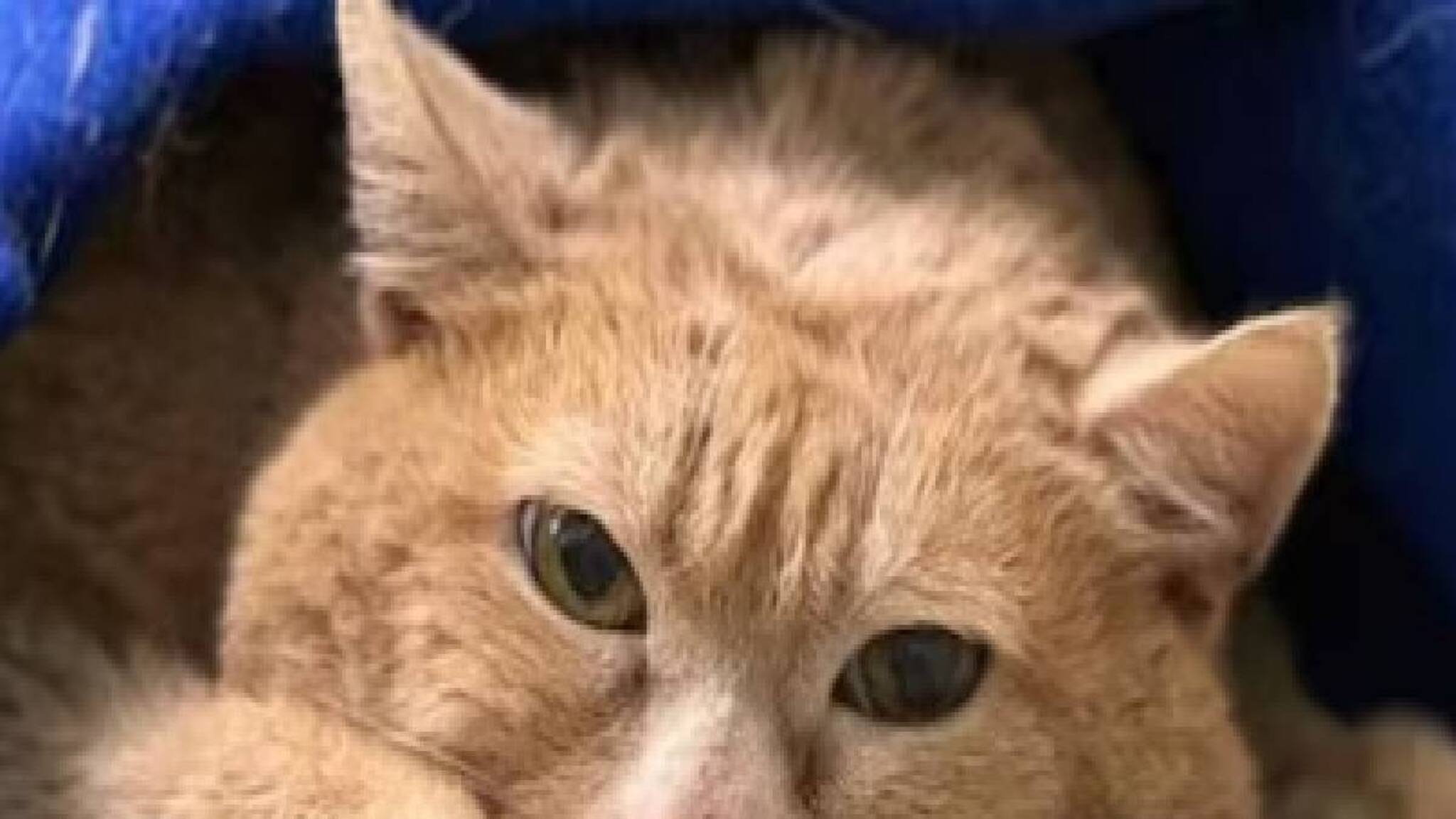 വിവാഹമോചനത്തിന് പിന്നാലെ പൂച്ചയെ നോക്കാൻ ഭാര്യയ്ക്ക് 21,000 രൂപ നൽകണമെന്ന് യുവാവിനോട് കോടതി