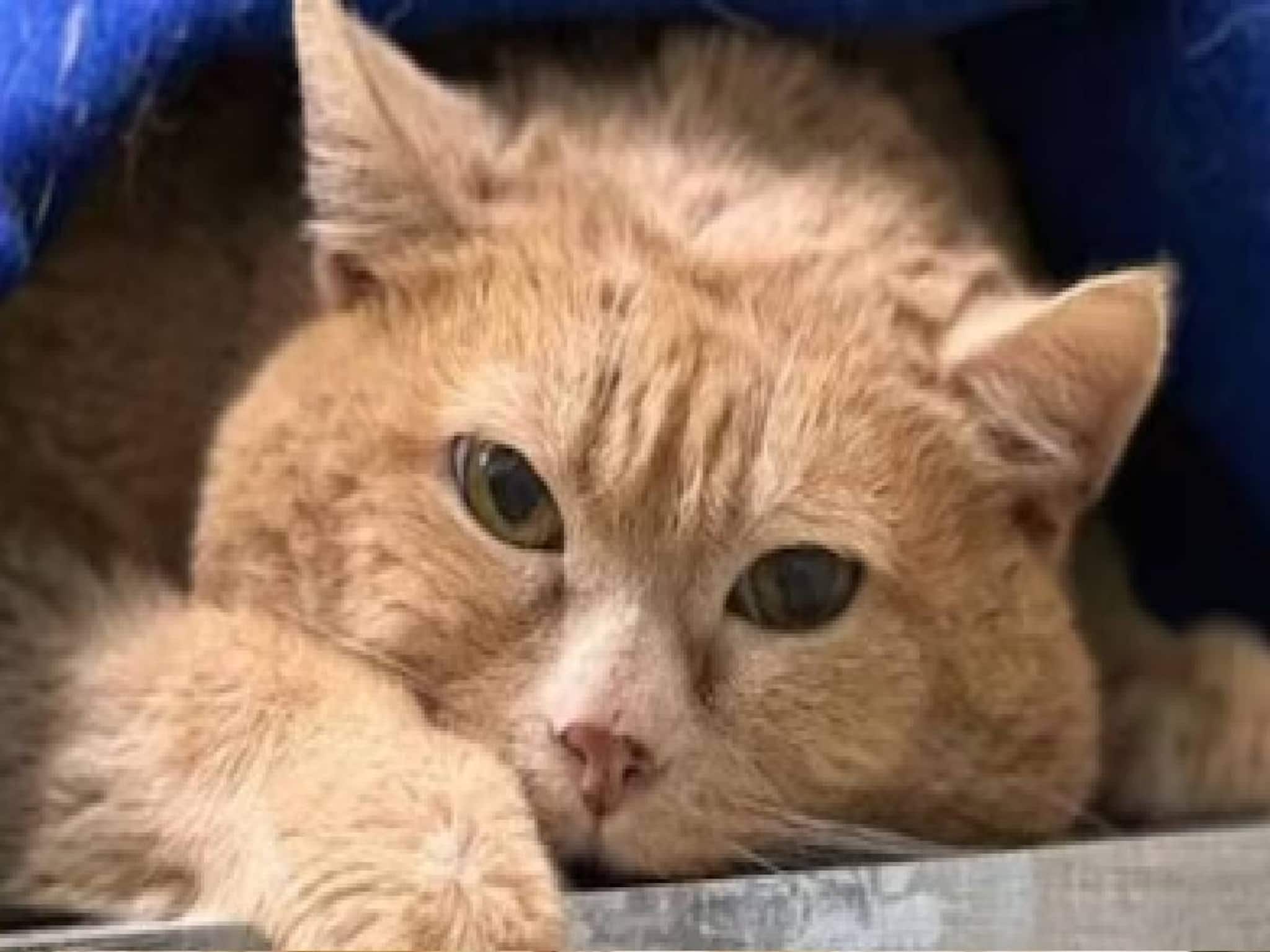 വിവാഹമോചനത്തിന് പിന്നാലെ പൂച്ചയെ നോക്കാൻ ഭാര്യയ്ക്ക് 21,000 രൂപ നൽകണമെന്ന് യുവാവിനോട് കോടതി