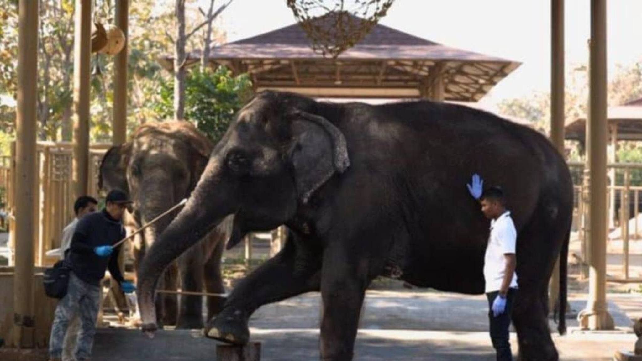 വൻ‌താരയെ ആഗോള നിലവാരമുള്ള നിയമപരമായ സംരക്ഷണ കേന്ദ്രമായി യുഎൻ വന്യജീവി കൺവെൻഷൻ അംഗീകരിച്ചു